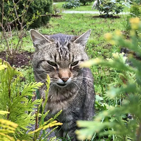 Zimorodek Poczuj Magie Karpacza Parking I Wifi Gratis Penzion