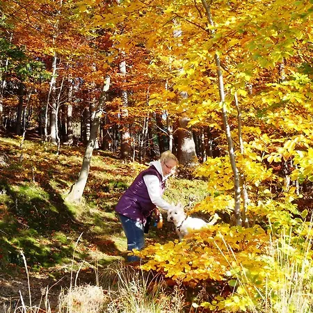 Konukevi Zimorodek Poczuj Magie Karpacza Parking I Wifi Gratis Karpacz