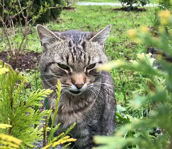 Zimorodek W Sercu Karkonoszy Parking I Wifi Gratis Vendégház