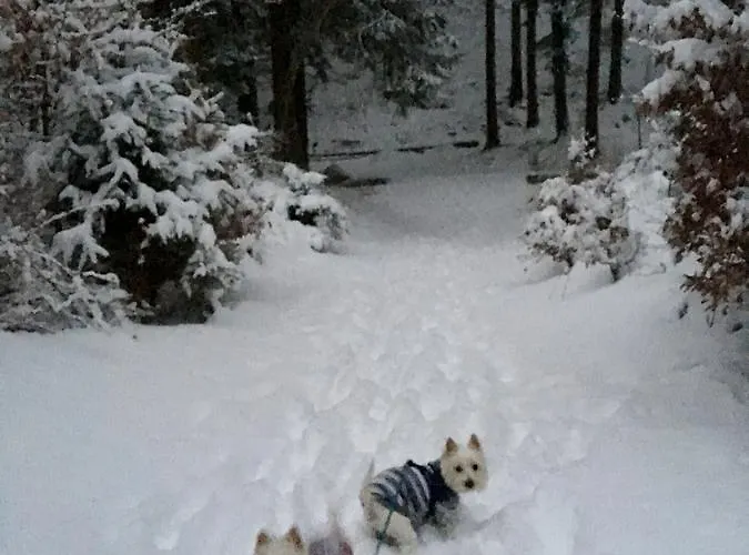 Vendégház Zimorodek W Sercu Karkonoszy Parking I Wifi Gratis